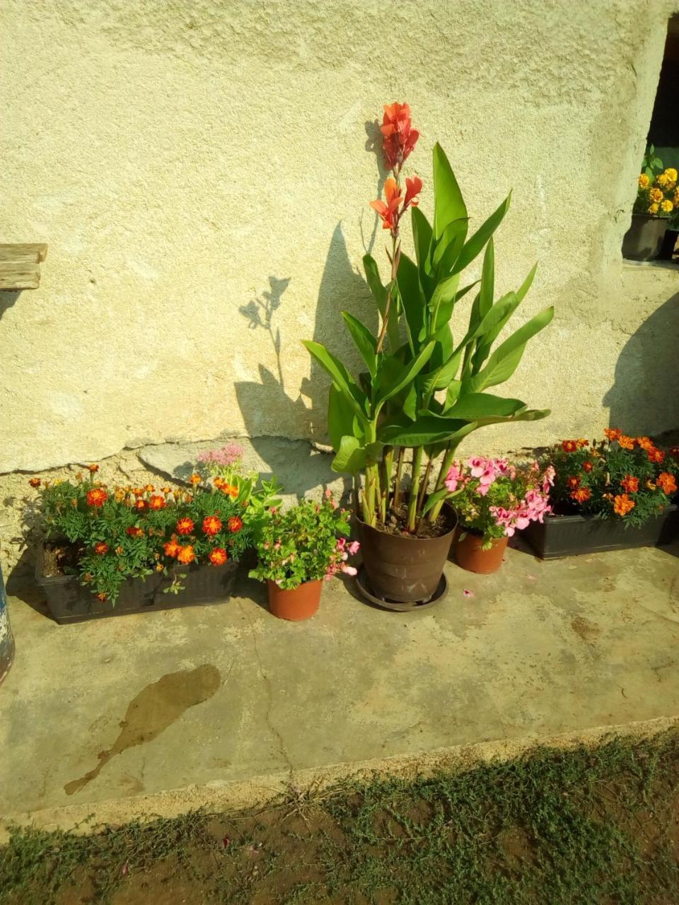 Smestaj Rakovic Pribojska Banja Exterior foto